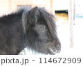 サンタクロース村の動物園の黒ポニー 114672909