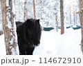サンタクロース村の動物園の黒ポニー 114672910