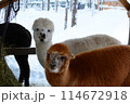 サンタクロース村にある動物園のアルパカ 114672918