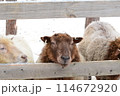 サンタクロース村にある動物園の羊 114672920