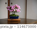 盆栽（皐月） 114673000