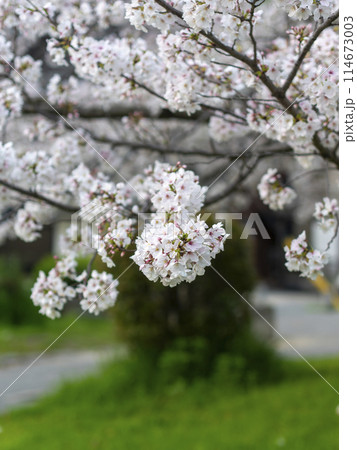 公園に咲く桜の花 114673003
