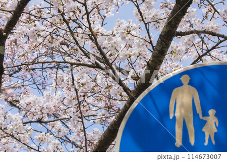 〔福井県勝山市・弁天桜並木・4月〕九頭竜川右岸の桜並木 標識の家族も花見している様 〔福井県勝山市・弁天桜並木・4月〕九頭竜川右岸の桜並木 標識の家族も花見している様 114673007