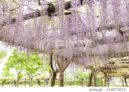 〔福井県越前市・4月〕藤の花の回廊　紫式部公園 114673013