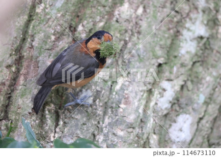 オーストンヤマガラ オーストンヤマガラ 114673110