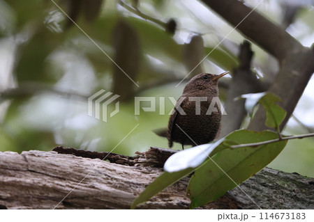 モスケミソサザイ モスケミソサザイ 114673183