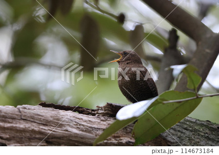 モスケミソサザイ 114673184