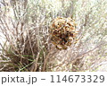 蜂の巣　蜂　巣 114673329