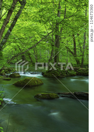 新緑の奥入瀬渓流と満開のヤマツツジ 新緑の奥入瀬渓流と満開のヤマツツジ 114673360