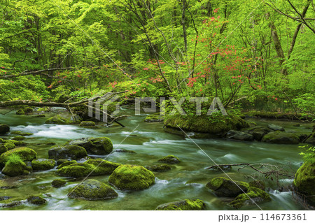 新緑の奥入瀬渓流と満開のヤマツツジ 114673361