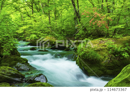 新緑の奥入瀬渓流と満開のヤマツツジ 114673367