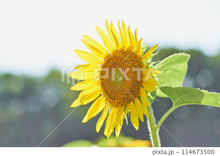 オープンガーデンのひまわり畑 114673500