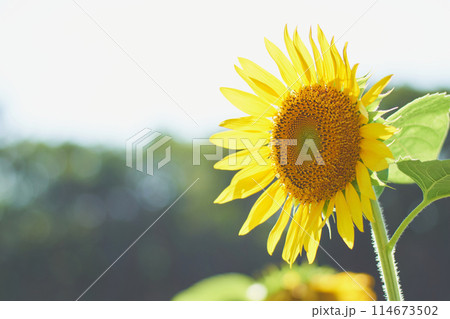 オープンガーデンのひまわり畑に咲くヒマワリ 114673502