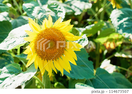 オープンガーデンのひまわり畑に咲くヒマワリ 114673507