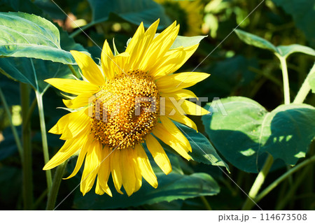 オープンガーデンのひまわり畑に咲くヒマワリ 114673508
