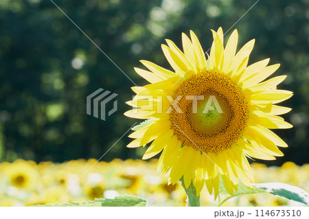 オープンガーデンのひまわり畑に咲くヒマワリ 114673510