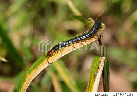 最大級の日本産ムカデ　トビズムカデ 114674135
