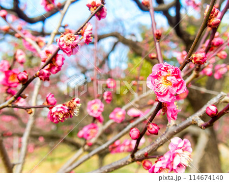 春の訪れを告げる満開の紅梅 114674140