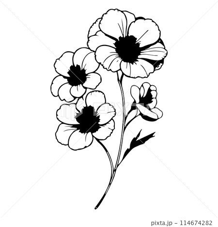 primrose drawing flower violet illustration hand draw  114674282