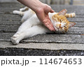 人に撫でられて気持ちよさそうにしている猫 114674653