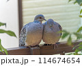 じゃれあっているキジバトのつがい 114674654