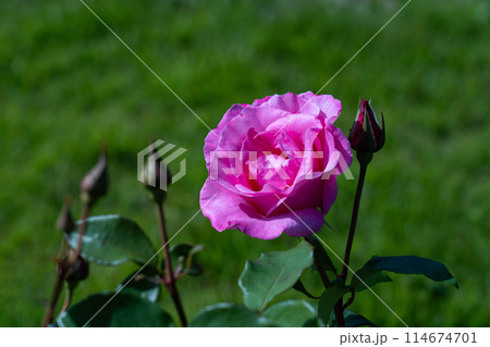 五月のバラ、ザ・マッカートニー・ローズ 114674701