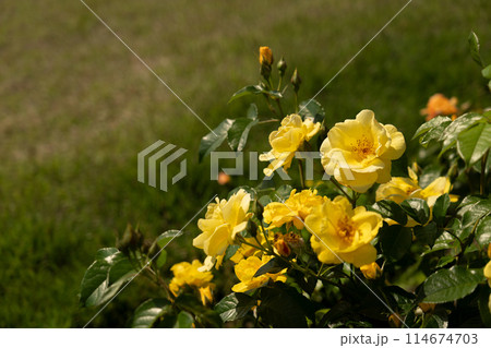 五月のバラ、レモン・フィズ 五月のバラ、レモン・フィズ 114674703