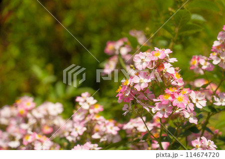 五月のバラ園 五月のバラ園 114674720