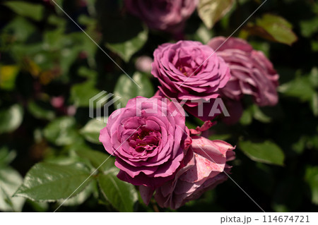 五月のバラ、プラムパーフェクト 114674721