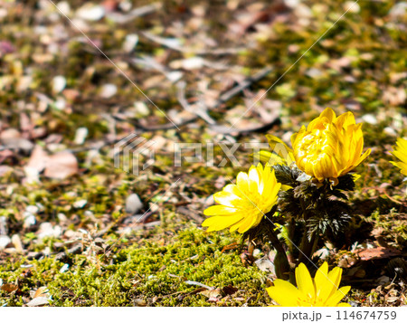 みずみずしい苔の絨毯に咲いた春の訪れを告げる可憐で美しい福寿草 114674759