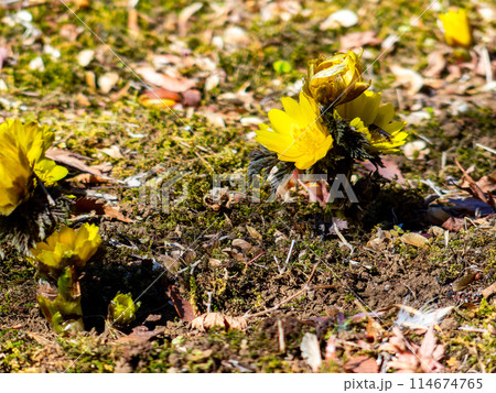 みずみずしい苔の絨毯に咲いた春の訪れを告げる可憐で美しい福寿草 114674765