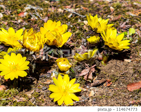 みずみずしい苔の絨毯に咲いた春の訪れを告げる可憐で美しい福寿草 みずみずしい苔の絨毯に咲いた春の訪れを告げる可憐で美しい福寿草 114674773