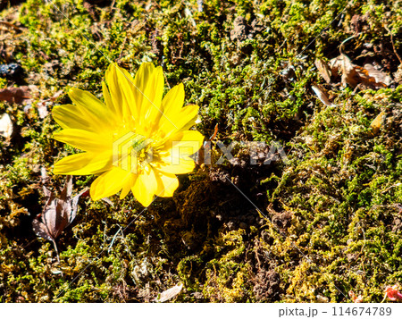 みずみずしい苔の絨毯に咲いた春の訪れを告げる可憐で美しい福寿草 みずみずしい苔の絨毯に咲いた春の訪れを告げる可憐で美しい福寿草 114674789
