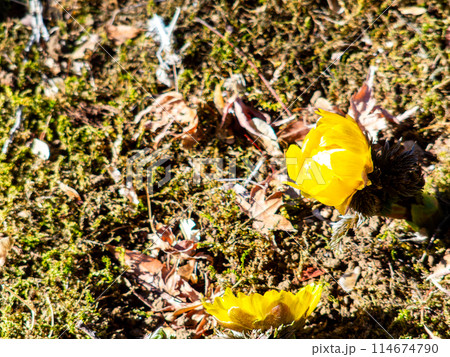 みずみずしい苔の絨毯に咲いた春の訪れを告げる可憐で美しい福寿草 みずみずしい苔の絨毯に咲いた春の訪れを告げる可憐で美しい福寿草 114674790