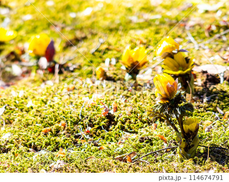 みずみずしい苔の絨毯に咲いた春の訪れを告げる可憐で美しい福寿草 みずみずしい苔の絨毯に咲いた春の訪れを告げる可憐で美しい福寿草 114674791