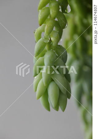 玉つづり・多肉植物と雨雫 114674807