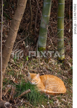 里山の竹林で昼寝する赤トラ猫 114674902
