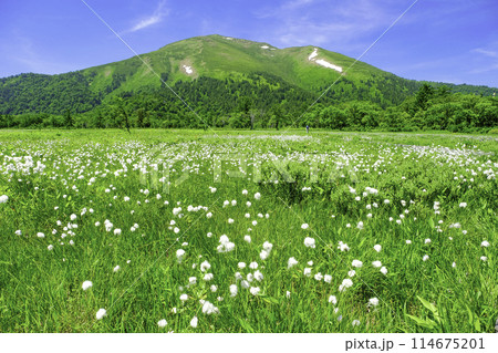 新緑の中で咲き乱れるワタスゲ 114675201
