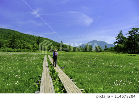 燧ヶ岳に続く木道を歩くハイカー 燧ヶ岳に続く木道を歩くハイカー 114675204