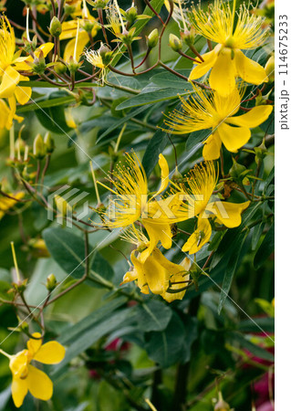 ビヨウヤナギの花 114675233