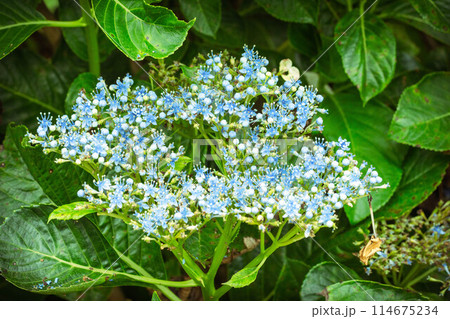 青い紫陽花 114675234