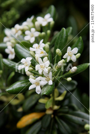 白いトベラの花 114675400