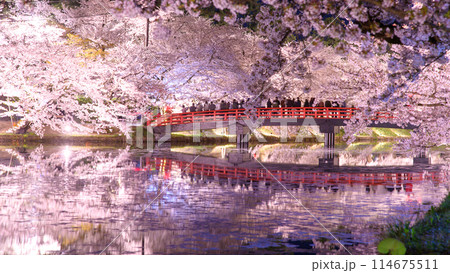 美しい夜の花筏 弘前城西濠の桜 青森県 美しい夜の花筏 弘前城西濠の桜 青森県 114675511