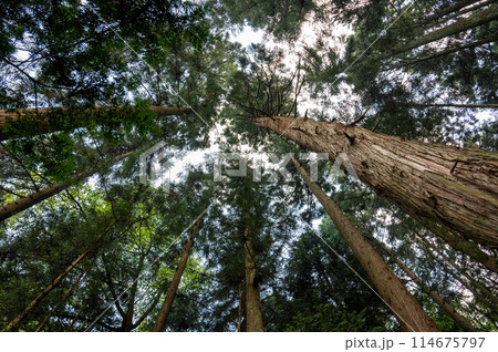 空を仰げば自然に囲まれている 空を仰げば自然に囲まれている 114675797