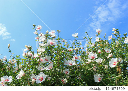 青空に咲く白いムクゲの花 青空に咲く白いムクゲの花 114675899