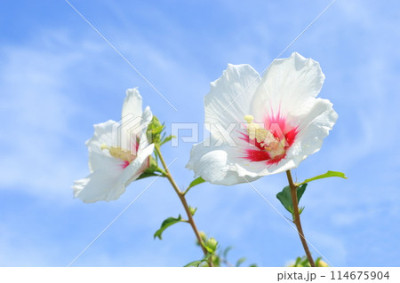ムクゲの白い花 ムクゲの白い花 114675904