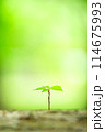 新緑の中の新たな芽生え 114675993