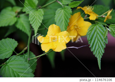 山吹の花 山吹の花 114676106