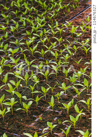 Pepper plantlets in peat tray in greenhouse macro selective focus on some shoots Pepper plantlets in peat tray in greenhouse macro selective focus on some shoots 114676327