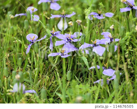 芝生に混ざって雨上がりのチリアヤメ 芝生に混ざって雨上がりのチリアヤメ 114676505